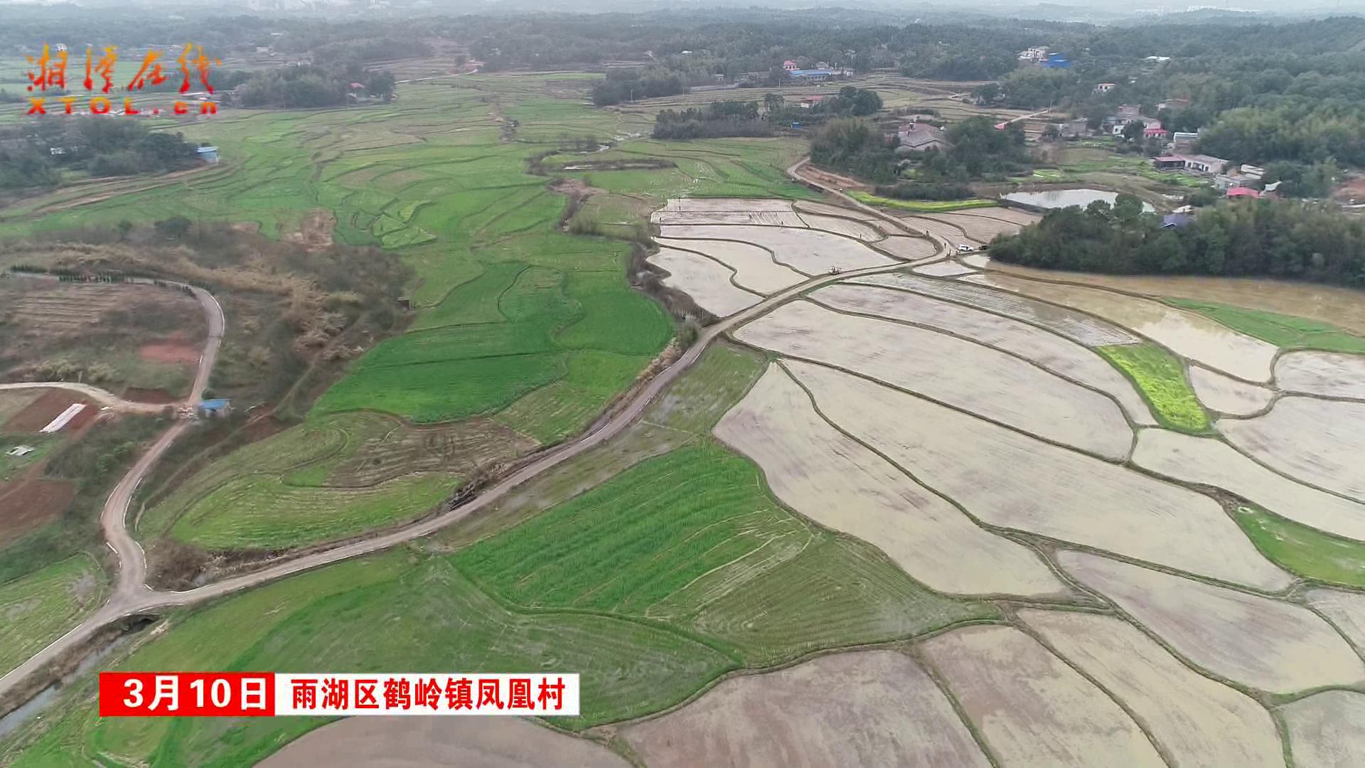 雨湖区鹤岭镇政府示范带动集中育秧面积达25万亩